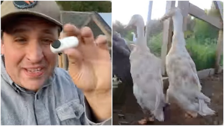 Farmer Puts Camera on Runner Ducks