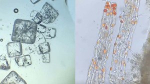Food and Liquid Under Microscope