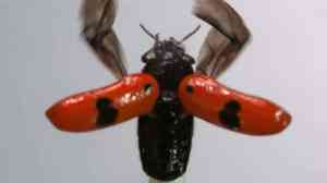 Ladybug Taking Flight in Slow Motion