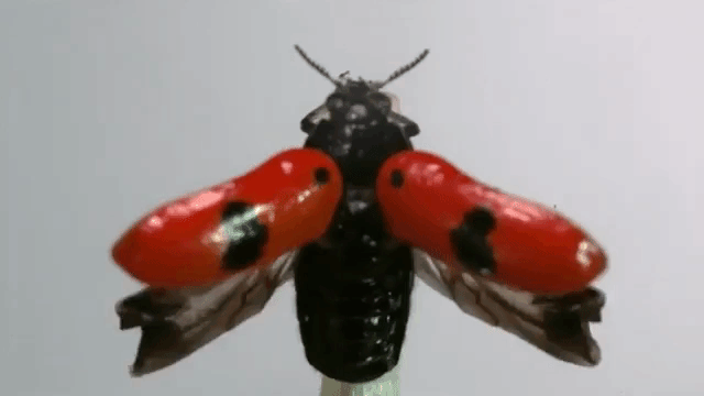 Ladybug Taking Flight