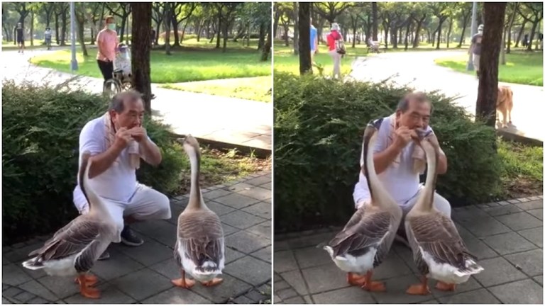 Man Plays Harmonica For Geese in Park