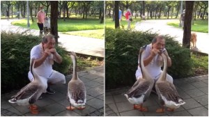 Man Plays Harmonica for Geese