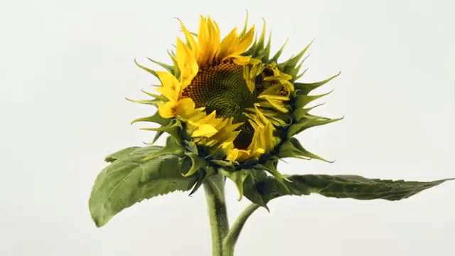 Opening Sunflower Timelapse