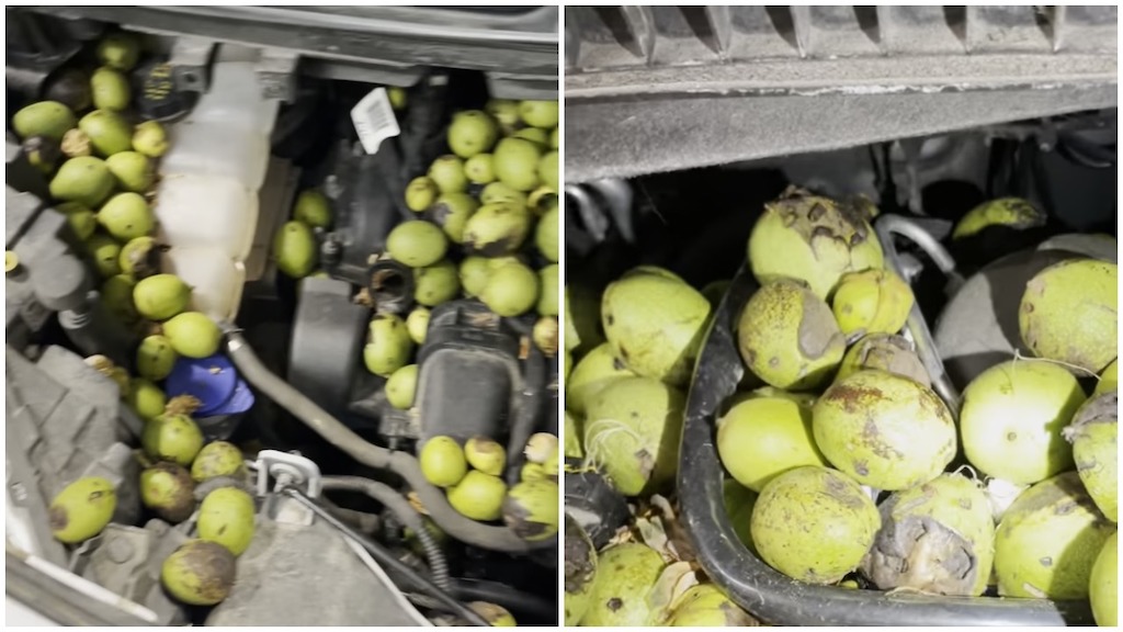 Thrifty Squirrel Stores Stash of Walnuts Inside Car Hood