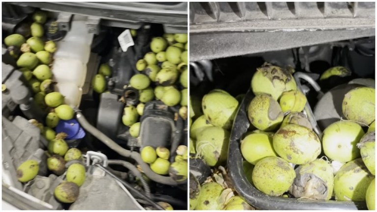 Squirrel Fills Car Hood With Walnuts