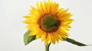 Sunflower 10 Day Timelapse