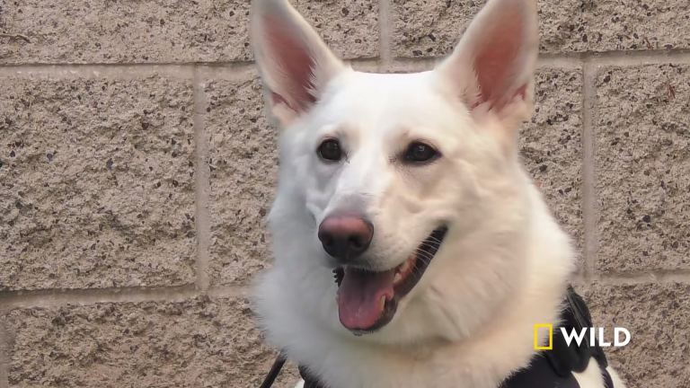 Teaching an Anxious Dog to Focus