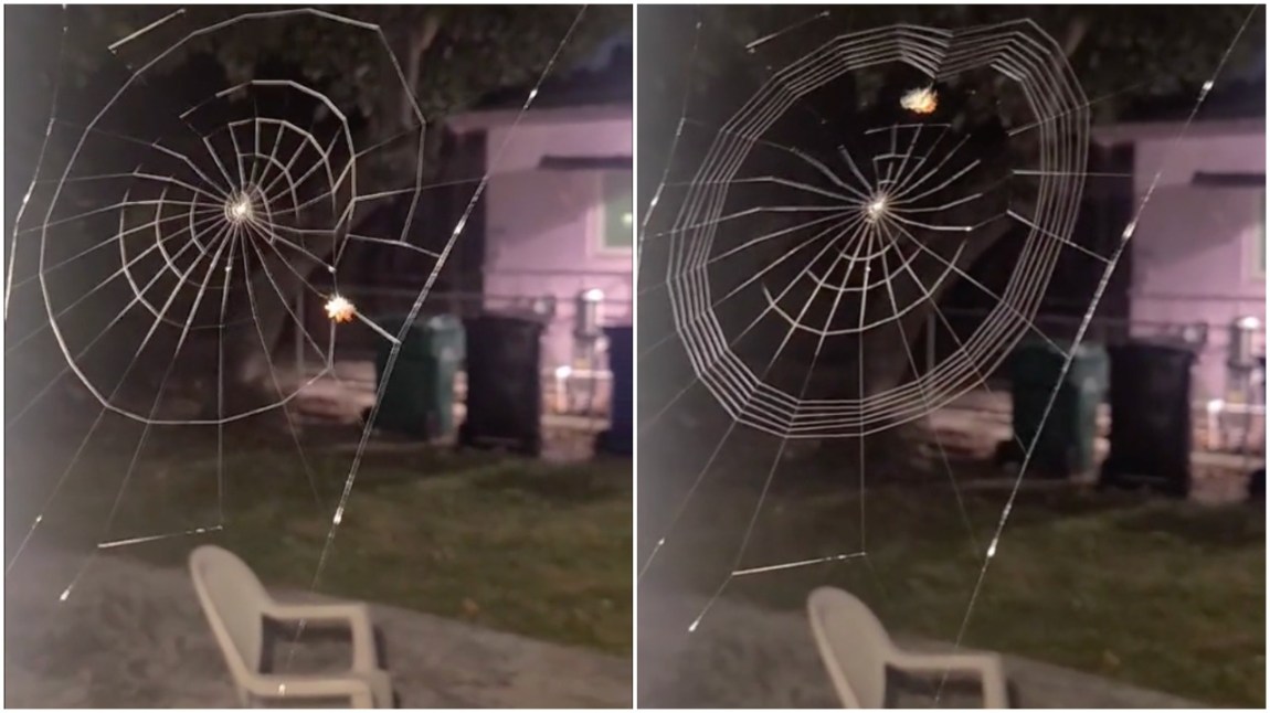 Timelapse Spider Spinning a Web