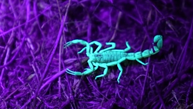 Why Are Scorpions Fluorescent