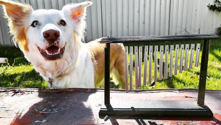 Wind Chime Obsessed Dog