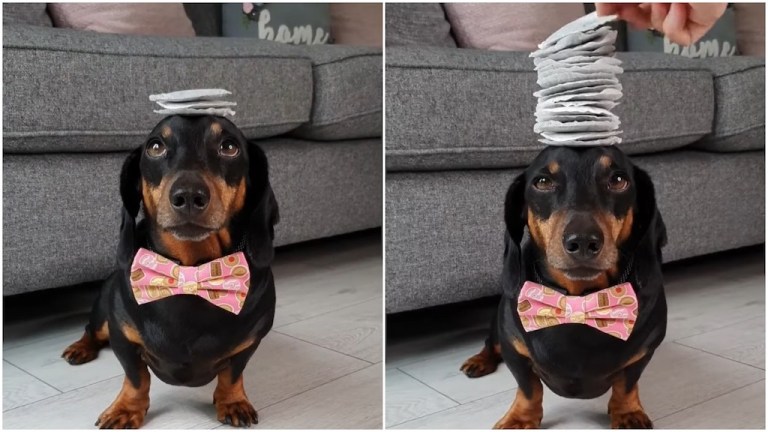 Dachshund Balances 17 Tea Bags on His Head