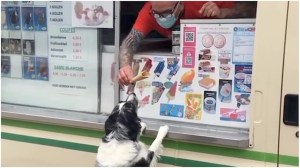Dog Waits For Ice Cream Man Gets Cone