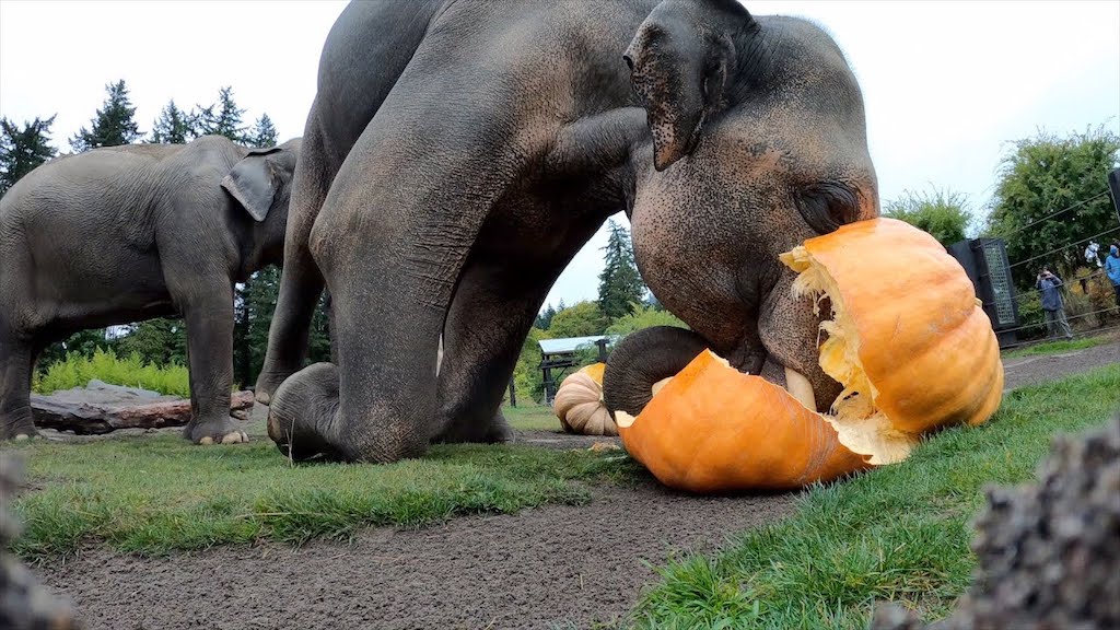 Elephants Happily Squashing Giant Pumpkins
