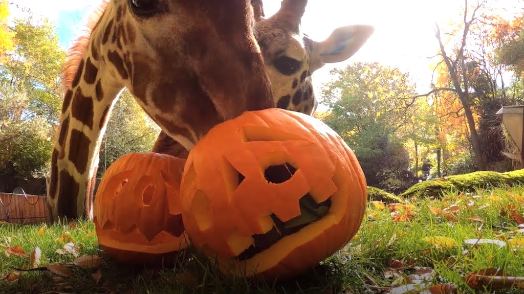 Giraffes Oregon Zoo Pumpkin Treats