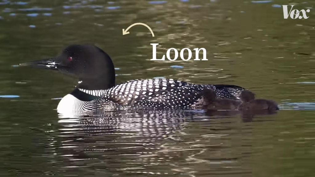 How the Call of the Common Loon is Erroneously Used in Movies and Television Shows