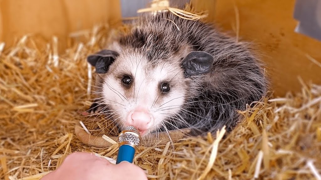 Interview Animals With Tiny Microphone
