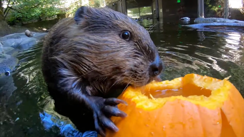 Otter Eating Pumpkin