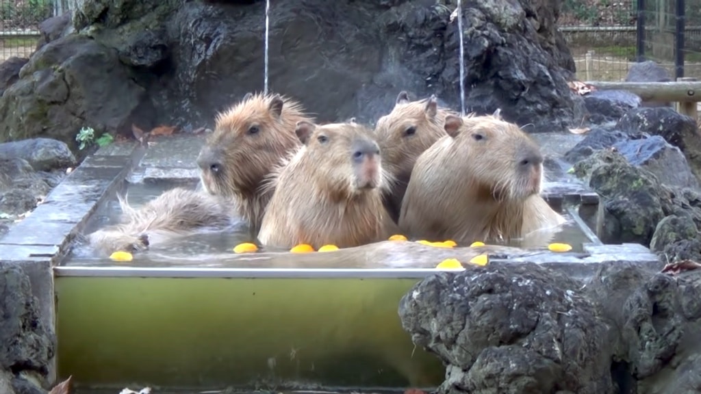 How Capybaras Became the Favorite Animal of Memes