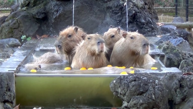 Why Capybaras Went Viral