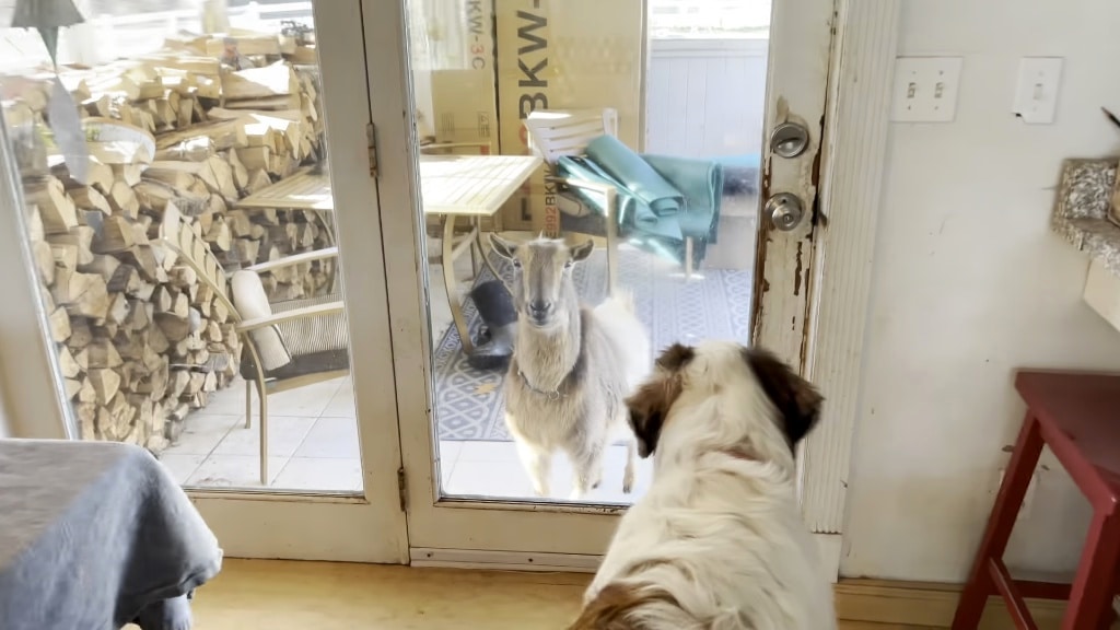 Insistent Goat Demands to Be Let Inside the House