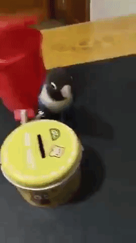 Bird Separates Coins From Trash