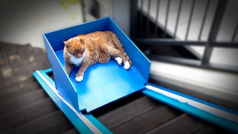 Cat Elevator