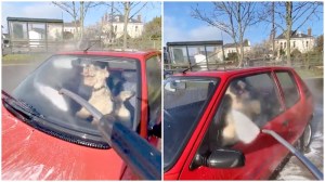 Dog Chasing Water Jets at Car Wash