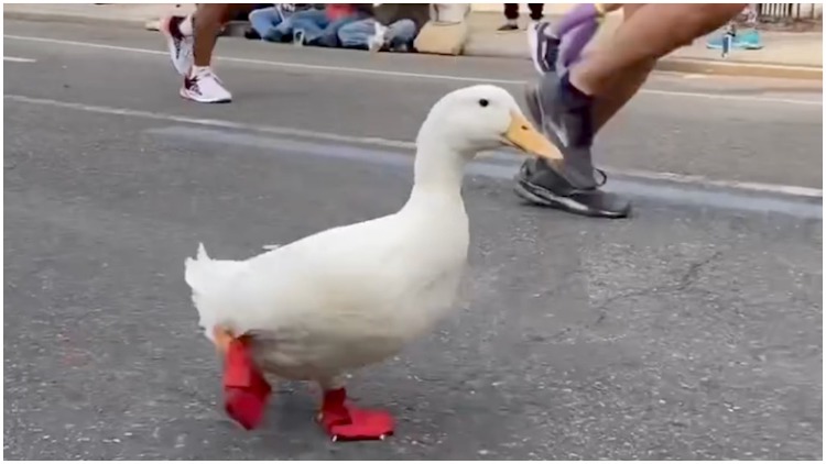 Duck Runs NYC Marathon