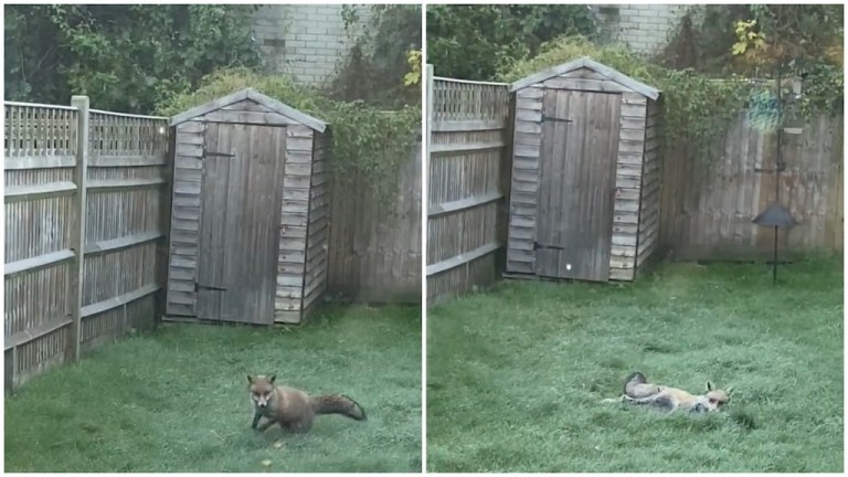 Fox Discovers Frost First Time