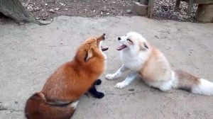 Foxes Yelling at Each Other