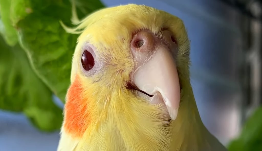 Half-Blind Rescued Cockatiel Wants to Be Friends With Everyone She Meets