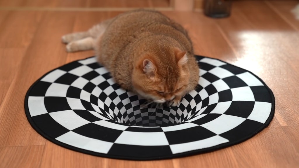 Cat Interacts With a 3D Vortex Optical Illusion Rug