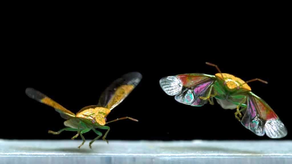 Insects Taking Flight
