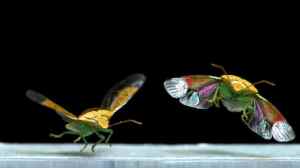 Insects Taking Flight