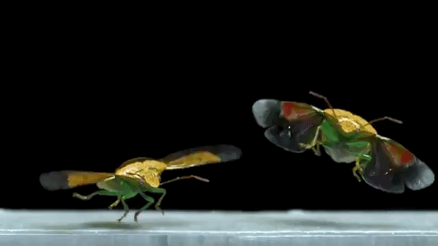 Insects in Flight