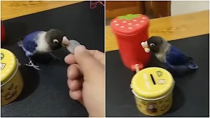 Lovebird Separates Coins From Trash