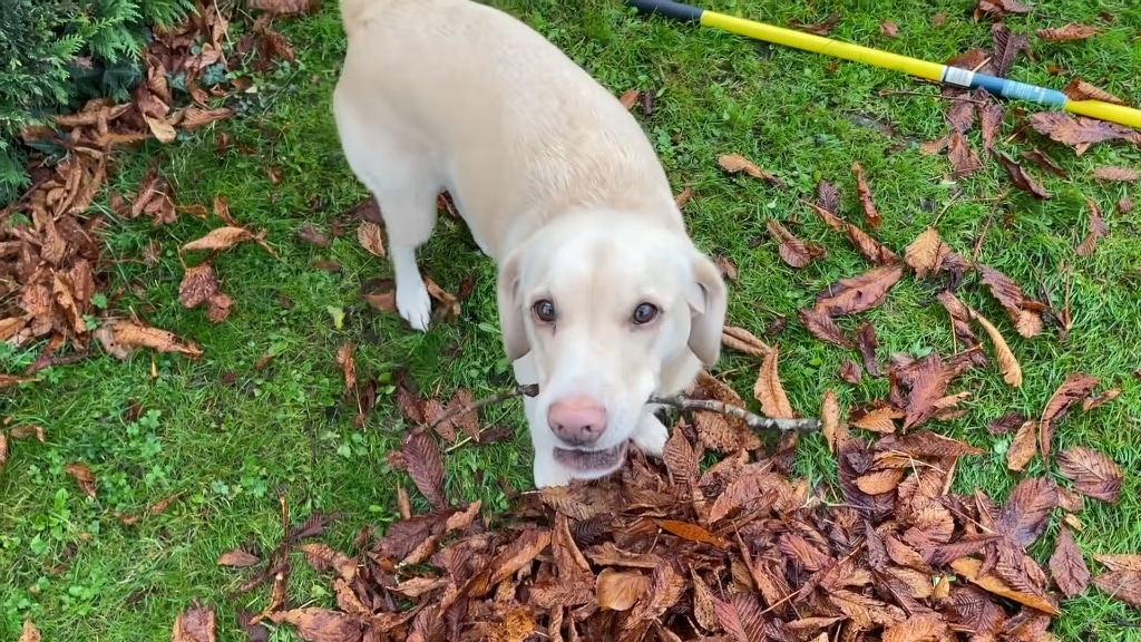 Mabel the Dog Helps Helps Her Human Clear the Yard of Autumn Leaves and Apples