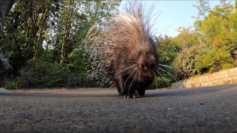 Nolina Porcupine Oregon Zoo