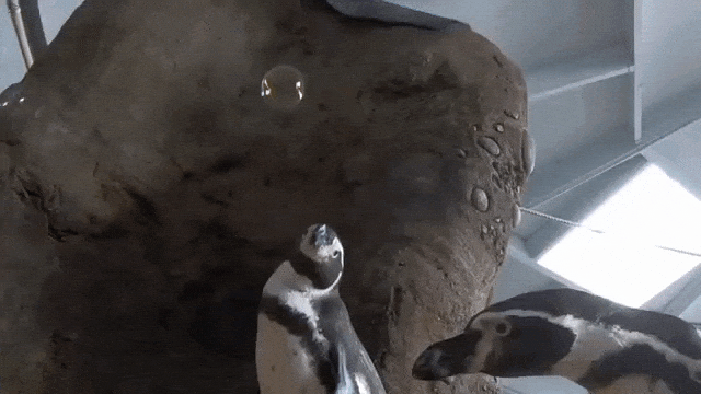 Penguins Pop Bubbles