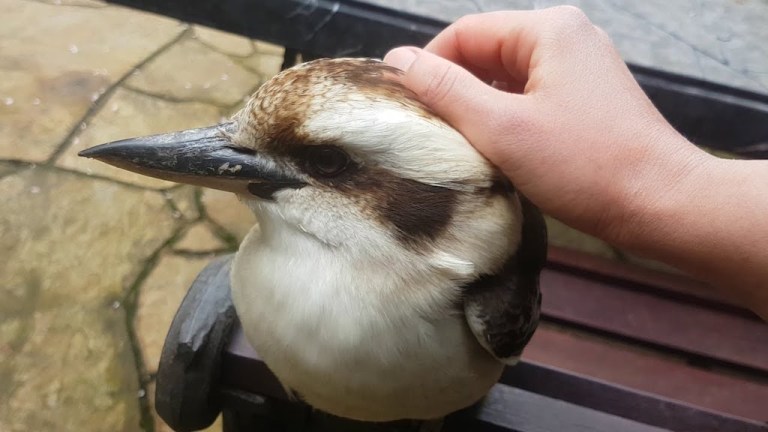 Petting Kookaburra