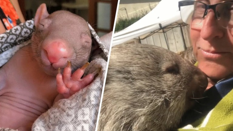 Rescuing Baby Wombats