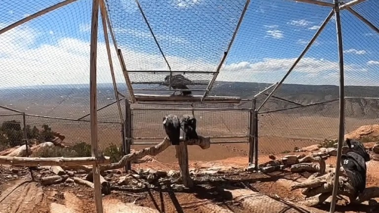 Three California Condors Released Into Wild Oregon Zoo