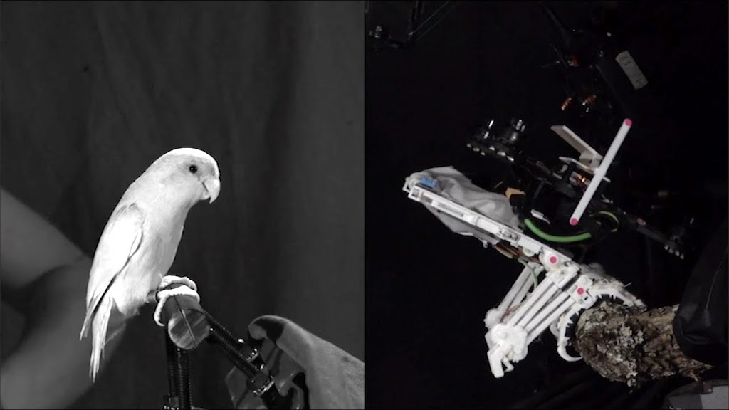 3D Printed Robotic Bird