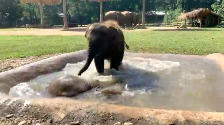 Baby Elephant Rescue