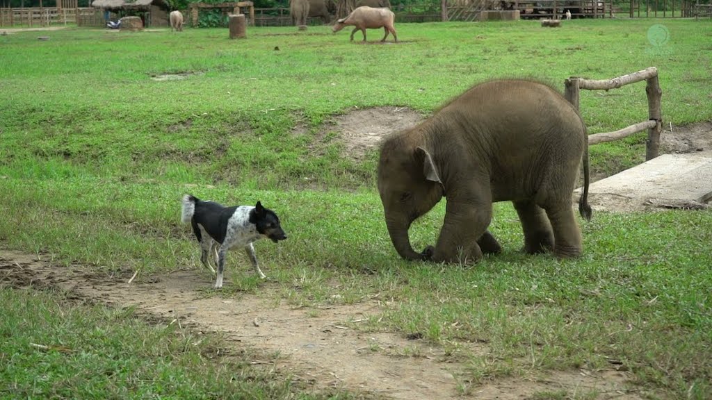 Baby Elephant Tries to Make Friends With Dog