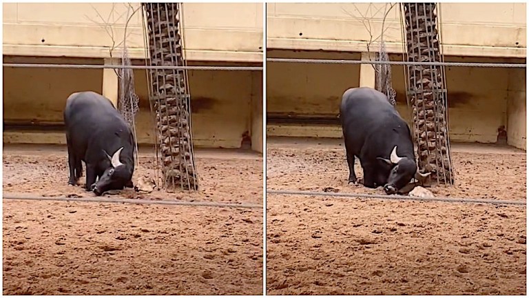 Buffalo Flips Tortoise With Horn