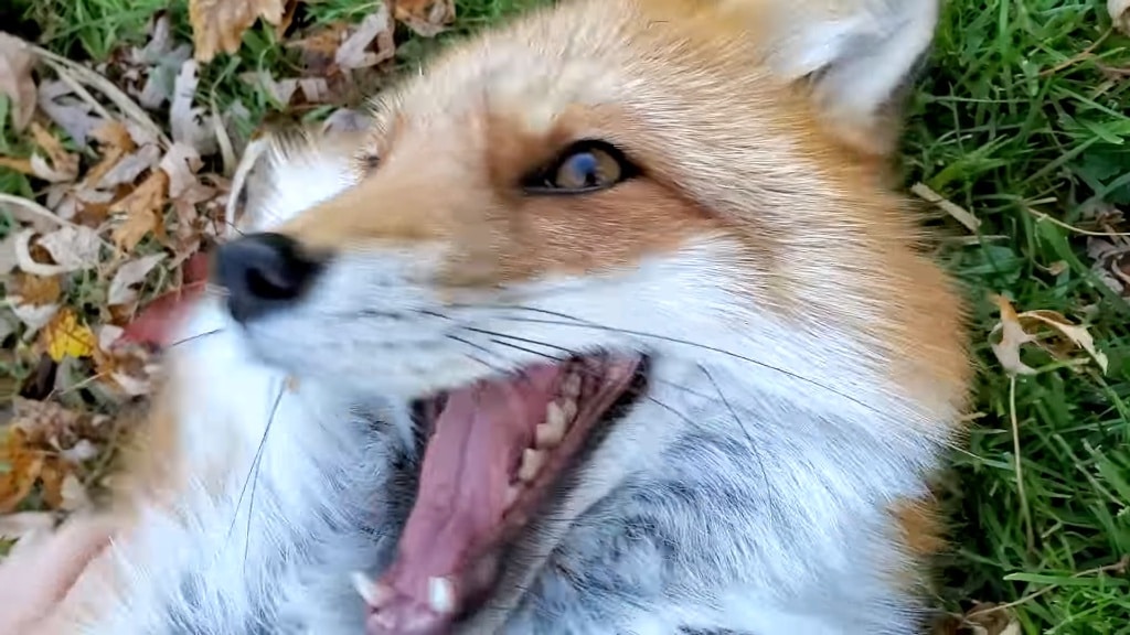 Fluffy Fox Laughs Loudly While Being Tickled