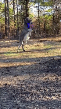 Donkey Gets Blue Ball for Christmas