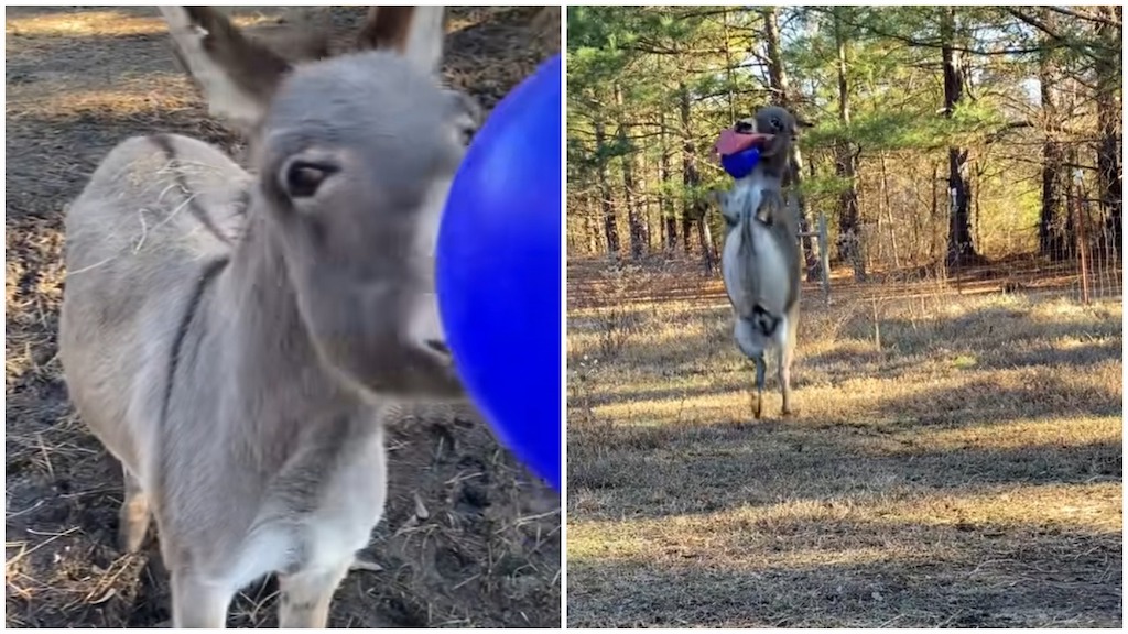 Donkey Jumps for Joy Blue Jolly Ball Christmas