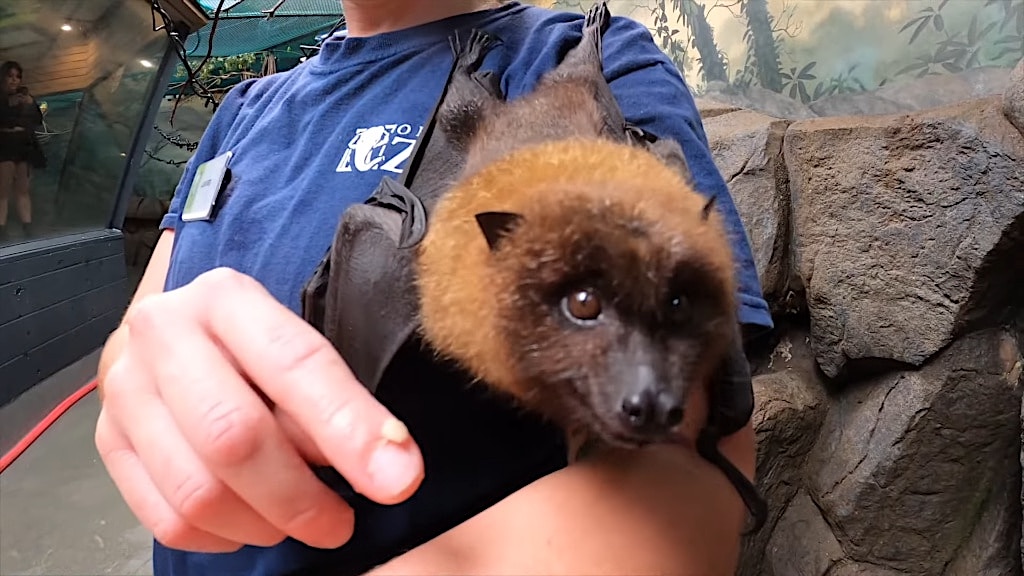 An Adorable Fuzzy-Headed Flying Fox Celebrates Her First Birthday at the Oregon Zoo